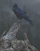 Raven´s Roost