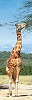 Rothschild Giraffe Nakuru Park