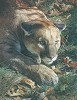 Stalking - Cougar