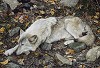 The Fall Guy - Tundra Wolf