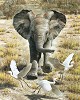 Flushing Egrets-Elephant Calf