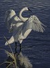 Graceful Display- Swan
