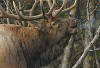 Mating Call Bull Elk