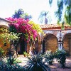 Bougainvillea on