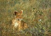 Lion Cub and Butterfly SMALLWORK EDITION ON