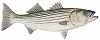 Mature Striped Bass Smallwork Canvas Edition