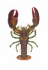 World Record Lobster Masterwork Canvas Edition