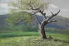 Peter Ellenshaw - Lone Oak