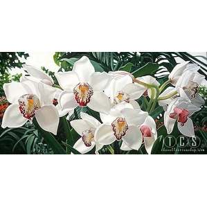 Brian Davis-Cymbidiums In Love