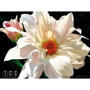 Brian Davis-Dahlia Duet (new) (platinum)