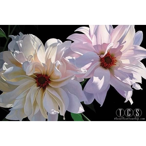 Brian Davis-Delightful Dahlias