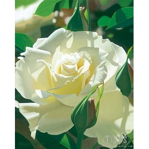 Brian Davis-Pale Yellow Beauty