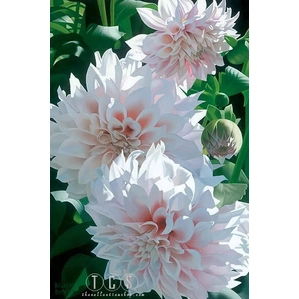 Brian Davis-Three Pink Dahlias