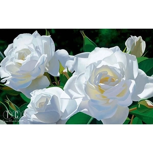 Brian Davis-White Rose Garden