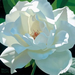 Brian Davis-Rose In Shadows