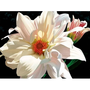 Brian Davis-Coral Splendor