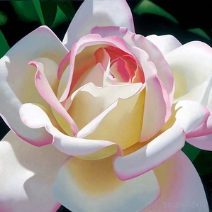 Brian Davis-Single Cherry Parfait Rose