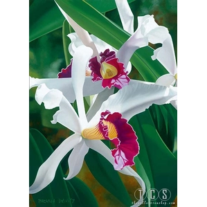 Brian Davis-Captivating Cattleya