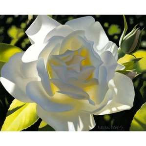 Brian Davis-Divine White Rose