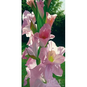 Brian Davis-Katie's Gladiola