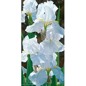 Brian Davis-Enchanting Irises