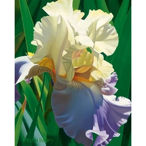 Brian Davis-Kauai's Tropical Beauty