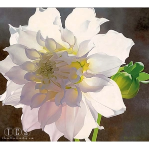 Brian Davis-Pale Pink Dahlia