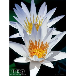 Brian Davis-Water Lily Duet