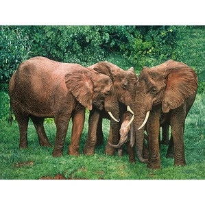 Guy Combes-The Creche