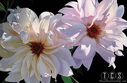 Delightful Dahlias by Brian Davis Image is watermarked for copyright protection and is not present on the actual art work.