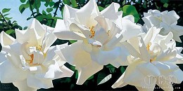 Radiant Rose Quartet by Brian Davis Image is watermarked for copyright protection and is not present on the actual art work.