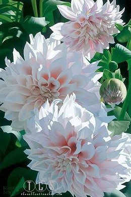 Three Pink Dahlias by Brian Davis Image is watermarked for copyright protection and is not present on the actual art work.