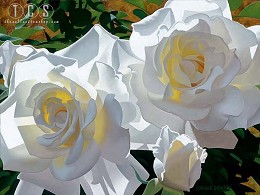 White Radiant Roses by Brian Davis Image is watermarked for copyright protection and is not present on the actual art work.