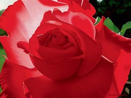 Brilliant Red Solo Rose by Brian Davis Image is watermarked for copyright protection and is not present on the actual art work.