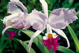 White And Magenta Orchids by Brian Davis Image is watermarked for copyright protection and is not present on the actual art work.