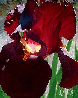Deep Red Iris Aflame by Brian Davis Image is watermarked for copyright protection and is not present on the actual art work.