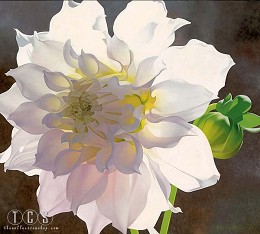 Pale Pink Dahlia by Brian Davis Image is watermarked for copyright protection and is not present on the actual art work.