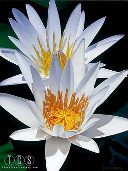 Water Lily Duet by Brian Davis Image is watermarked for copyright protection and is not present on the actual art work.