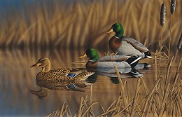 Afternoon Mallards Limited Edition Print by Richard Clifton Image is watermarked for copyright protection and is not present on the actual art work.