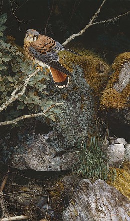 Riverbank Kestrel by Carl Benders Image is watermarked for copyright protection and is not present on the actual art work.