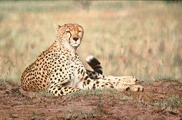 Arrogance by Simon Combes Image is watermarked for copyright protection and is not present on the actual art work.