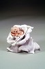 Giuseppe Armani Little Rose