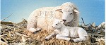 Ebony Visions The Nativity Sheep With Lamb