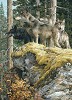 Carl Benders&nbsp;Lookout Tower-Wolves