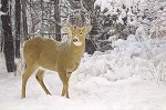 John Bye&nbsp;Winters Beauty