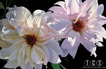 Brian Davis&nbsp;Delightful Dahlias