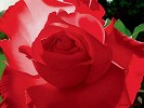 Brian Davis&nbsp;Brilliant Red Solo Rose
