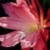 Brian Davis&nbsp;Crimson Fire