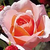 Brian Davis&nbsp;Morning Rose