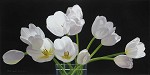 Brian Davis&nbsp;Twelve Tulips
